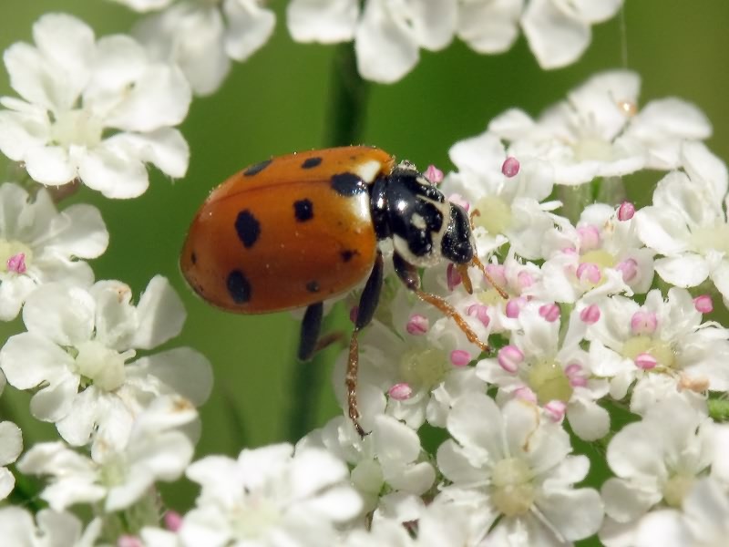 Hippodamia variegata (Goeze, 1777)